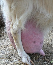 лечение мастита козы фото